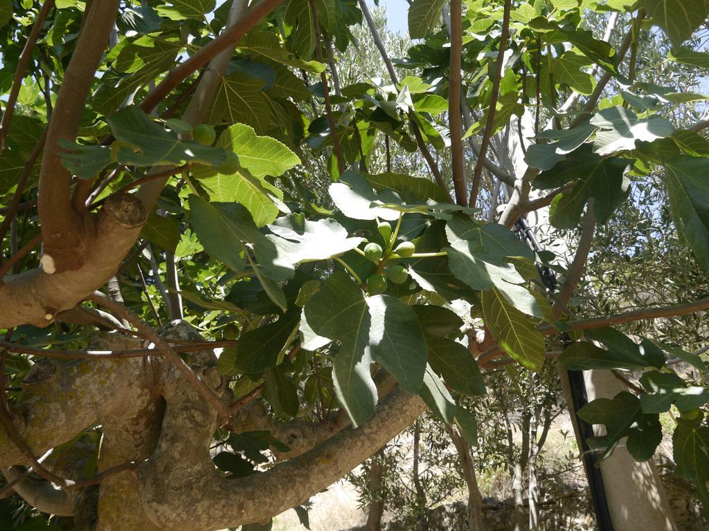 Casa Nel Vigneto Erice Guest House Екстериор снимка